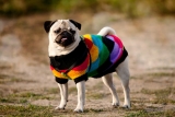 4 Times Where CBD Could Help Your Dog’s Anxiety