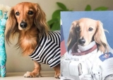 Personalised Dog Canvas: One of a Kind Portrait Featuring Your Pet